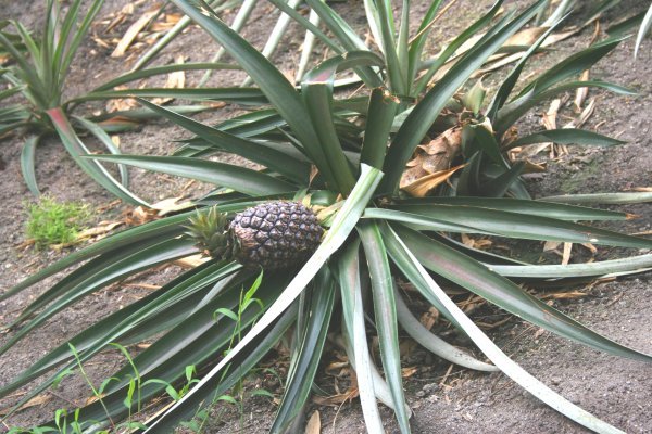 Volwassen ananas Eden Project Volwassen ananas Eden Project